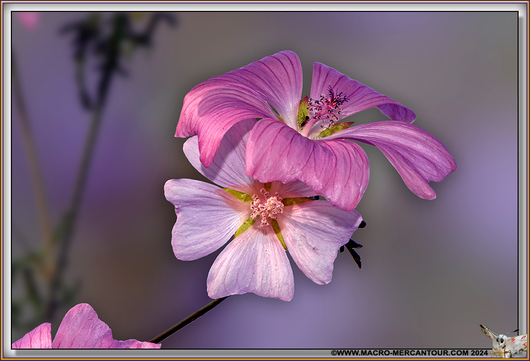 Mauve alcée